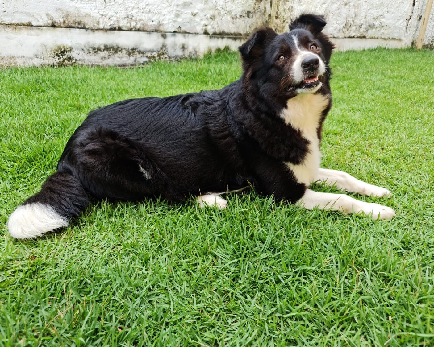 THE STAR BELA VDC BORDER