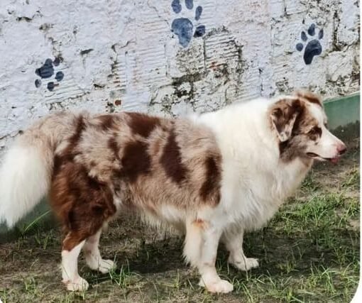 RED LIVE WHAT YOU LOVE VDC BORDER