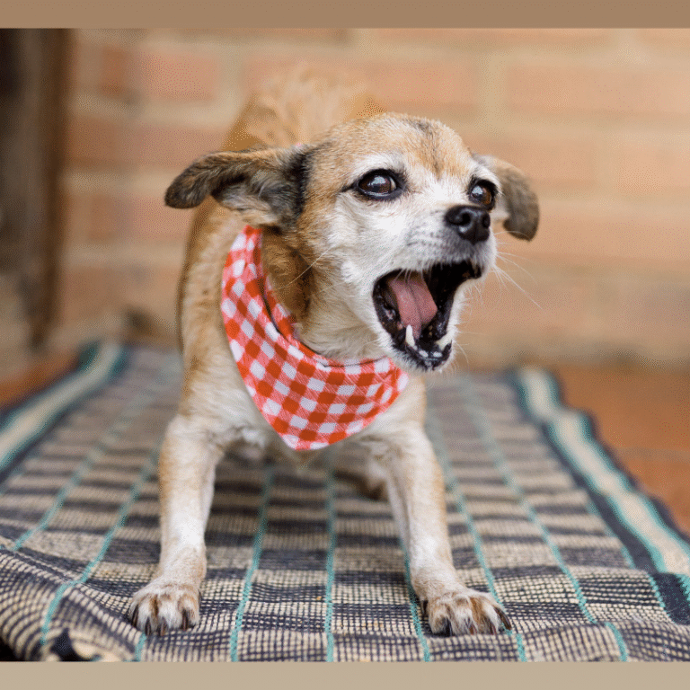 cachorro que late muito